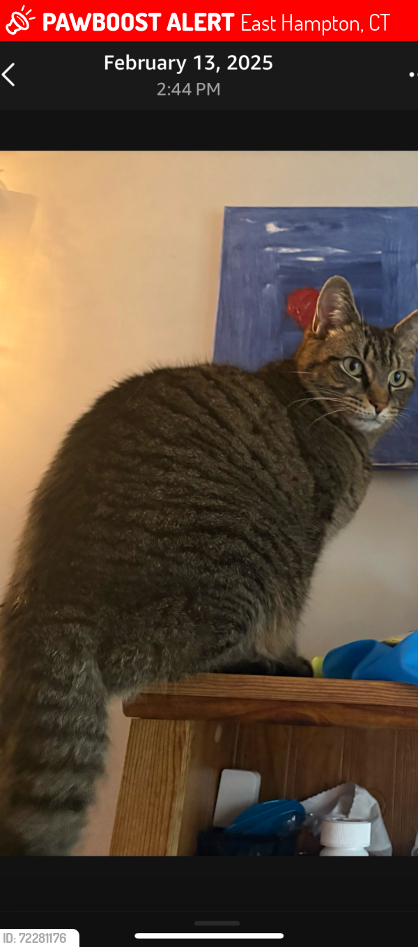 Lost Female Cat last seen Hazen Tree Farm- Lake drive - White Birch - Staeth- Bay Area., East Hampton, CT 06424