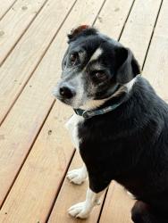 Lost Male Dog last seen Shortsville Rd., Old Saltworks Rd., Hayters Gap Rd. , Washington County, VA 24361