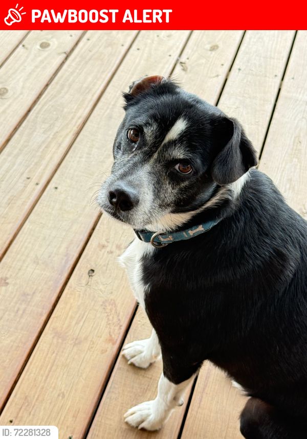 Lost Male Dog last seen Shortsville Rd., Old Saltworks Rd., Hayters Gap Rd. , Washington County, VA 24361