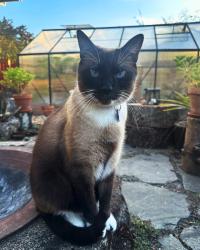 Lost Male Cat last seen 98th and Burton road. , Vancouver, WA 98664