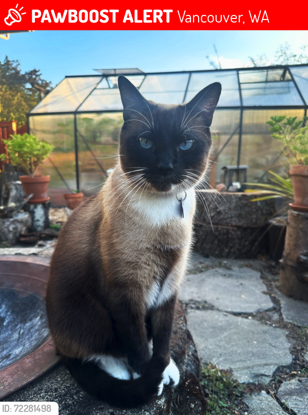 Lost Male Cat last seen 98th and Burton road. , Vancouver, WA 98664