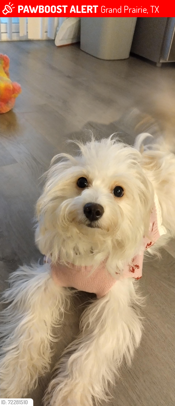 Lost Female Dog last seen Near beaumont st , Grand Prairie, TX 75051
