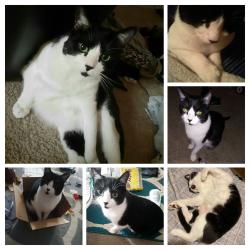 Lost Male Cat last seen Raceway and Crawfordsville , Clermont, IN 46234