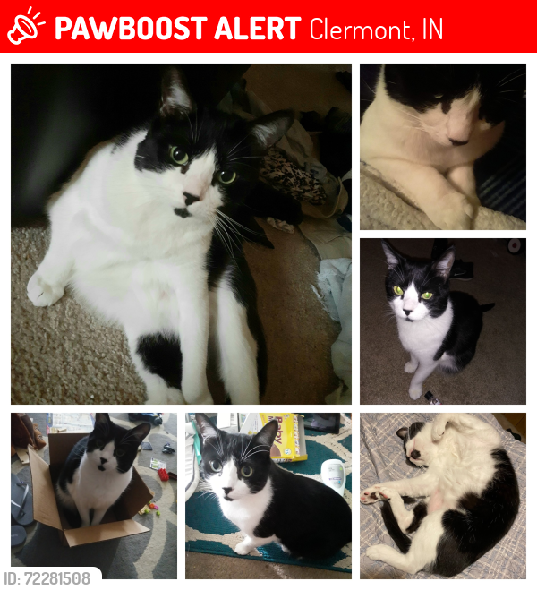 Lost Male Cat last seen Raceway and Crawfordsville , Clermont, IN 46234