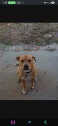 Lost Male Dog last seen Forrest Road, Columbus, GA 31907