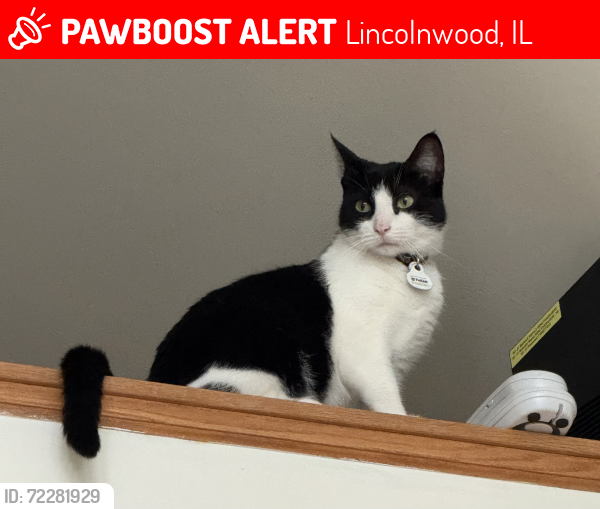 Lost Female Cat last seen Estes and Karlov, Lincolnwood, IL 60712