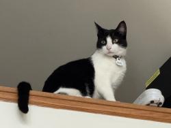 Lost Female Cat last seen Estes and Karlov, Lincolnwood, IL 60712