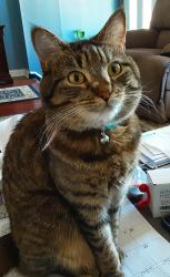 Lost Female Cat last seen Calpine Rd, Belgreen Rd, Philadelphia, PA 19154