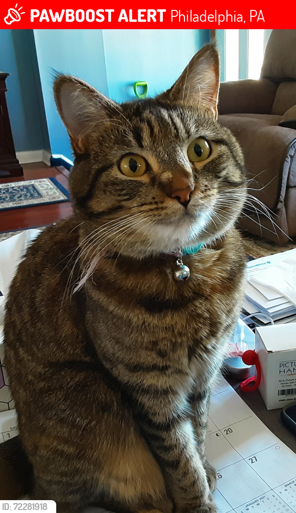 Lost Female Cat last seen Calpine Rd, Belgreen Rd, Philadelphia, PA 19154