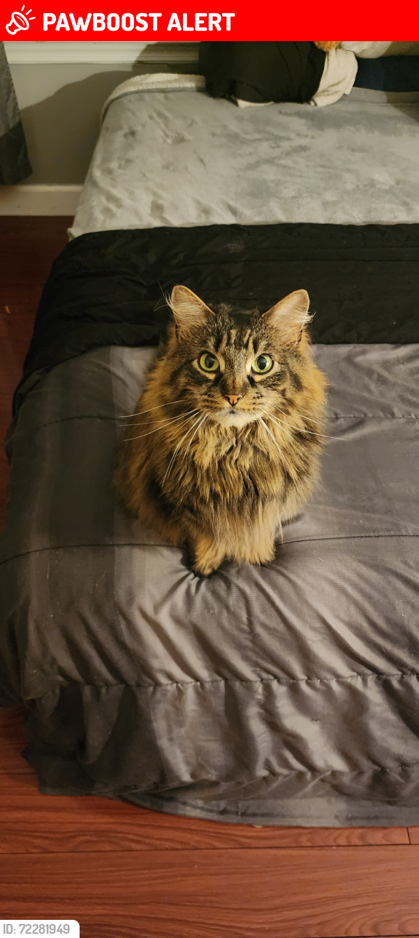 Lost Male Cat last seen Huckleberry Rd and Oak, Manchester Township, NJ 08759