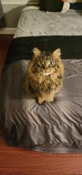 Lost Male Cat last seen Huckleberry Rd and Oak, Manchester Township, NJ 08759