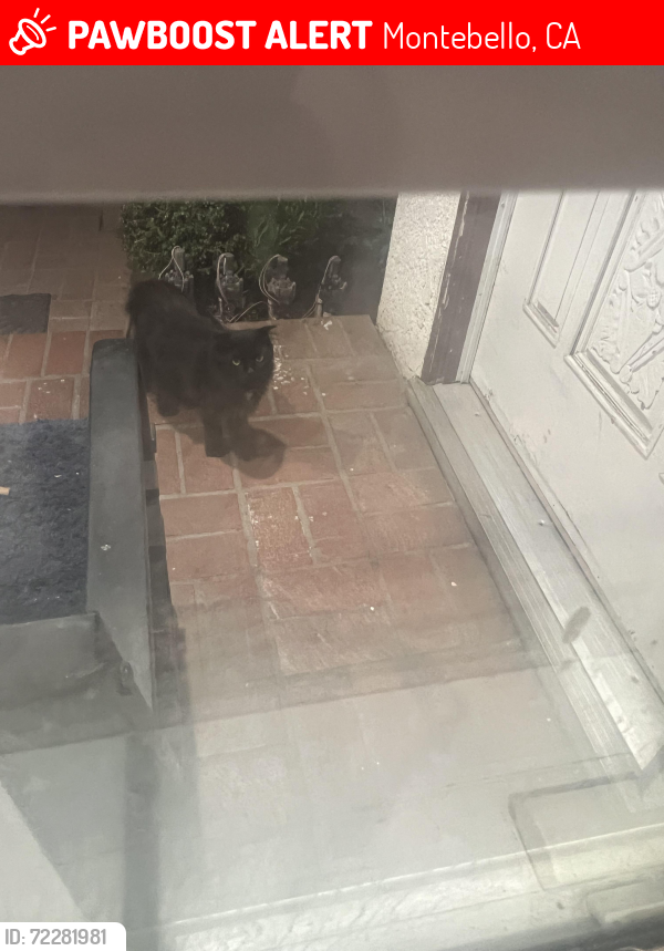 Lost Female Cat last seen Elm, Bluff, Montebello, CA 90640