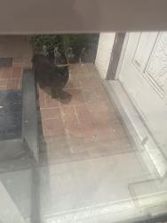 Lost Female Cat last seen Elm, Bluff, Montebello, CA 90640