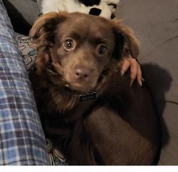 Lost Female Dog last seen Norwalk and Whittier Blvd, Whittier, CA 90606