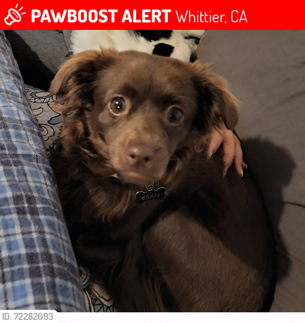 Lost Female Dog last seen Norwalk and Whittier Blvd, Whittier, CA 90606