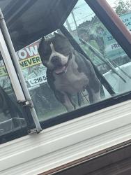 Lost Male Dog last seen 130th , bellaire , Cleveland, OH 44135