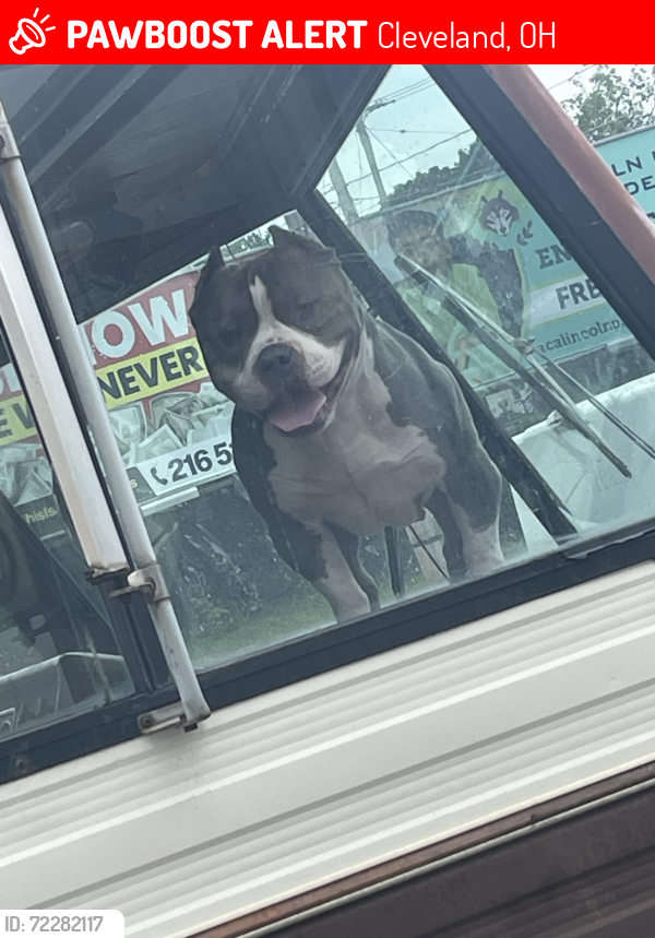 Lost Male Dog last seen 130th , bellaire , Cleveland, OH 44135