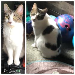 Lost Female Cat last seen Ben Green Road, Lebanon, TN 37090