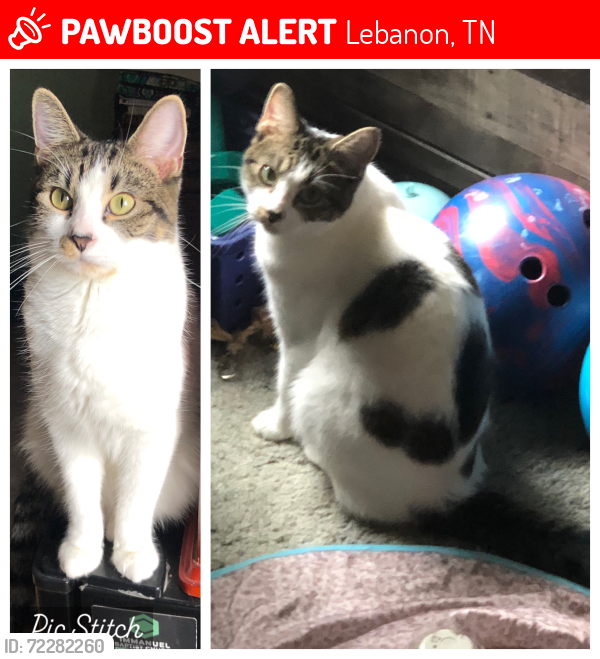 Lost Female Cat last seen Ben Green Road, Lebanon, TN 37090