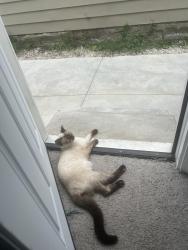 Lost Female Cat last seen West side cleveland, Cleveland, OH 44109