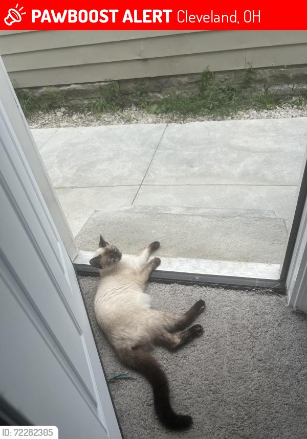 Lost Female Cat last seen West side cleveland, Cleveland, OH 44109