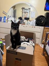 Lost Male Cat last seen Blink Gym by 103 Street in ozone park, Queens, NY 11417