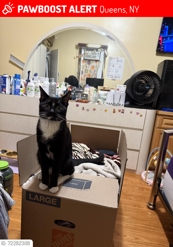 Lost Male Cat last seen Blink Gym by 103 Street in ozone park, Queens, NY 11417