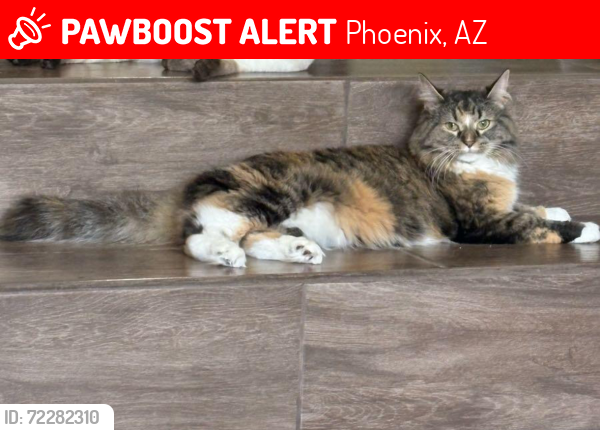 Lost Female Cat last seen 20th street N and Sweetwater , Phoenix, AZ 85022