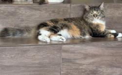 Lost Female Cat last seen 20th street N and Sweetwater , Phoenix, AZ 85022