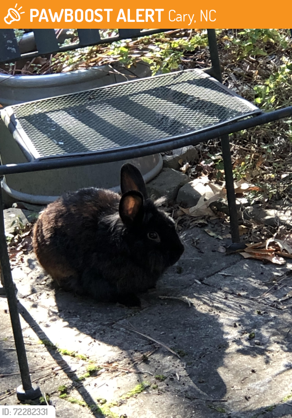 Cary, NC Stray Rabbit Found Near E park St | PawBoost