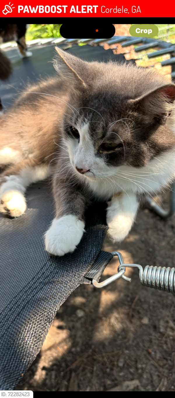 Lost Male Cat last seen Near Camellia Drive and 20th Ave E, Cordele, GA 31015