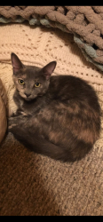 Lost Female Cat last seen Across the street from Brierwood pool , Shallotte, NC 28470