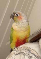 Lost Unknown Bird last seen Trabuco rd, Jeffery rd, Eastwood, or Magellan Aisle bird may be anywhere nearby. , Irvine, CA 92620