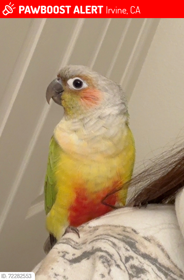 Lost Unknown Bird last seen Trabuco rd, Jeffery rd, Eastwood, or Magellan Aisle bird may be anywhere nearby. , Irvine, CA 92620