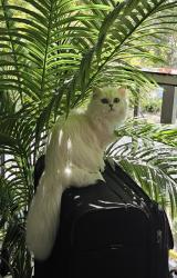 Lost Female Cat last seen Glades & Palmetto Boca raton, Palm Beach County, FL 33428