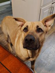 Lost Male Dog last seen Eagle Creek Ranch off 775 , Floresville, TX 78114
