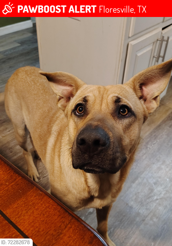Lost Male Dog last seen Eagle Creek Ranch off 775 , Floresville, TX 78114