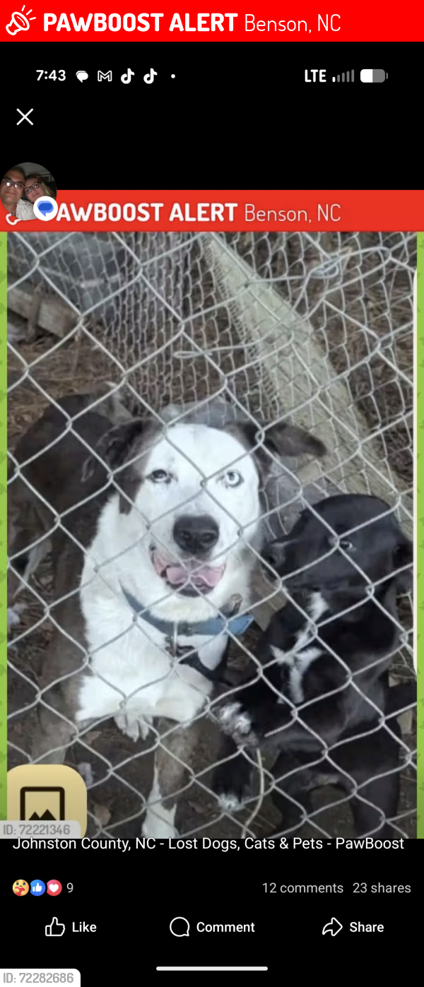 Lost Male Dog last seen Elevation Rd near fire station , Benson, NC 27504