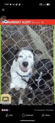 Lost Male Dog last seen Elevation Rd near fire station , Benson, NC 27504