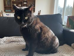 Lost Male Cat last seen Hayden Ave and Carrington Meadows neighborhood , Hayden, ID 83835