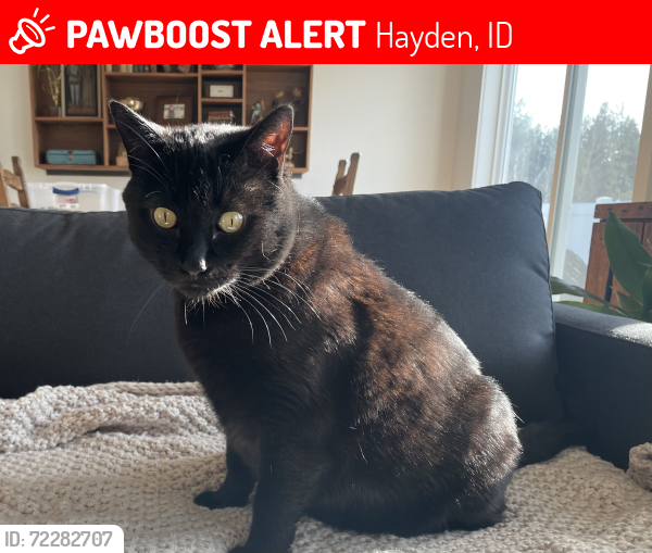 Lost Male Cat last seen Hayden Ave and Carrington Meadows neighborhood , Hayden, ID 83835