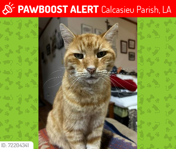 Lost Male Cat last seen On Goos Rd between Frontier Trails & Campfire Rd Moss Bluff, La, Calcasieu Parish, LA 70611