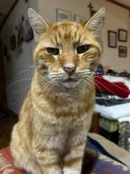 Lost Male Cat last seen On Goos Rd between Frontier Trails & Campfire Rd Moss Bluff, La, Calcasieu Parish, LA 70611