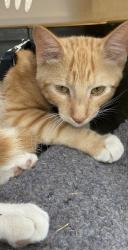 Lost Male Cat last seen Tulare and Willow, Fresno, CA 93727
