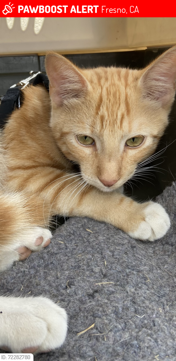 Lost Male Cat last seen Tulare and Willow, Fresno, CA 93727