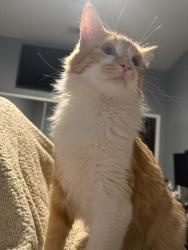 Lost Male Cat last seen Camino aventura, Desert Hot Springs, CA 92240