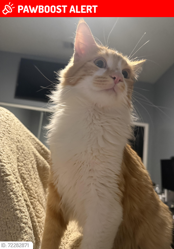 Lost Male Cat last seen Camino aventura, Desert Hot Springs, CA 92240