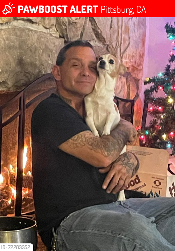 Lost Female Dog last seen Merrimac and Balcutha , Pittsburg, CA 94565