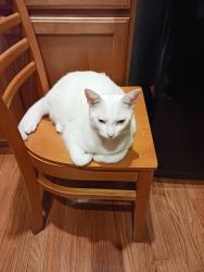 Lost Male Cat last seen Terns Nest and Folly Rd. ( Sable on the Marsh townhouses), Charleston County, SC 29412