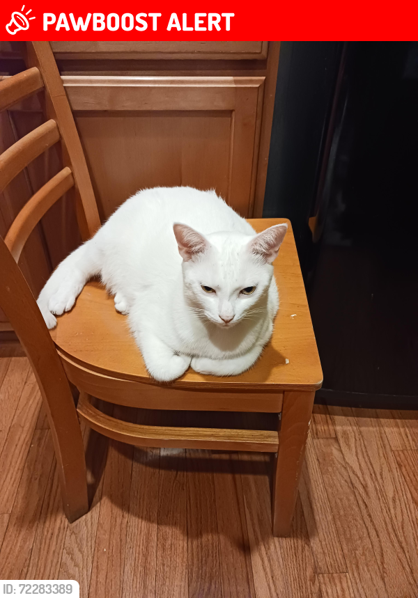 Lost Male Cat last seen Terns Nest and Folly Rd. ( Sable on the Marsh townhouses), Charleston County, SC 29412